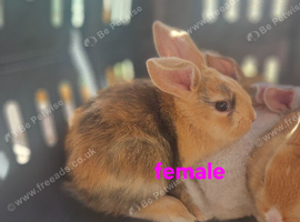 Mini lop X dutch