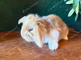 1 Pure French Lop Doe Left