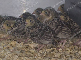 Button quail chicks