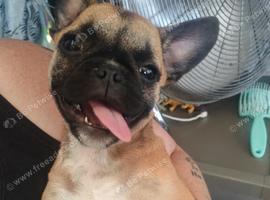 Pug x frenchie puppy
