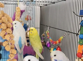 Beautiful baby Budgies