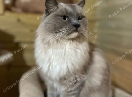 Tica older ragdoll kittens ready now
