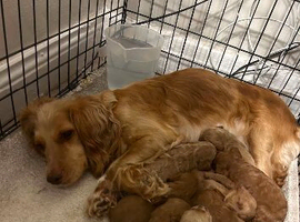 Cockapoo puppies