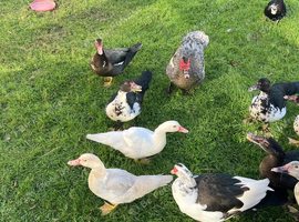 Selection of Muscovy