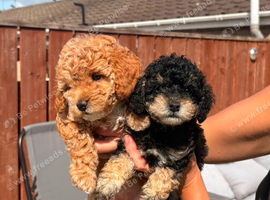 Jackapoo puppies for sale
