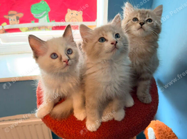 Tica reg ragdolls