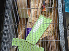 Syrian hamster cage