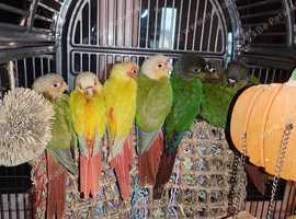Hand reared baby conures