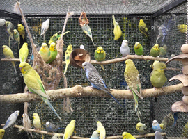 BEAUTIFUL BUDGIES AVAILABLE NOW!