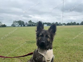 German sheppard pup