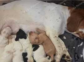 Cockador puppies for sale
