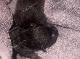 Newborn kittens
