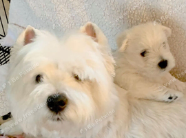 Our little westie girl