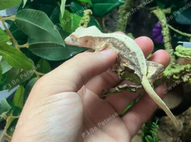Adult lillywhite crested gecko - Male