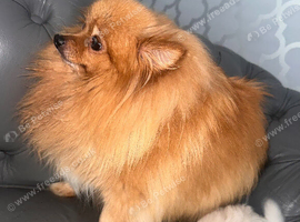 Pomeranian female