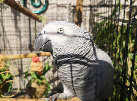 African grey 11 years old