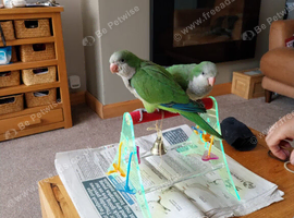 Hand tame 10 weeks old male quacker parrot