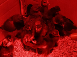 Polish x 1 and 2 week old chicks