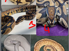 Ball pythons new homes