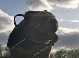 English Bulldog Female