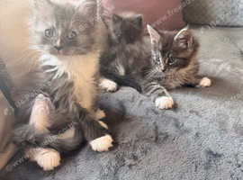 Adorable Full Breed Kittens Looking for Their Forever Homes