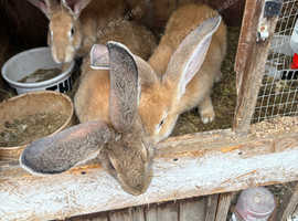Continental Giant Rabbits For Sale - To Loving Homes
