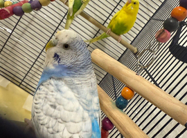 3 budgies
