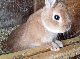 Netherland dwarf rabbits