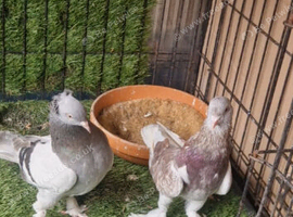 Turkish pigeons