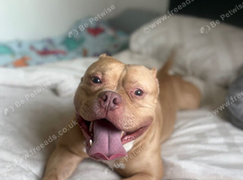 Make pocket bully sand colour