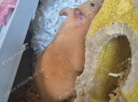 Female hamster peaches