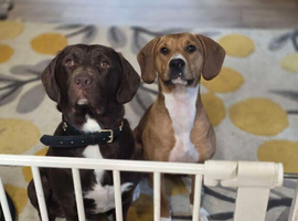 Mum is a spaniel cross staffy and Dad is a chocolate lab