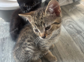 Kitten for sale ready to leave now