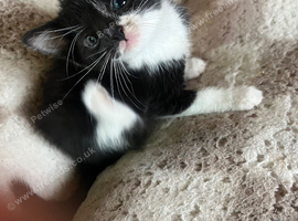 kitten black and white