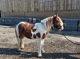 Beautiful 2 years old cob colt