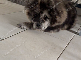 Neutered male