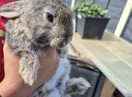 8 week old baby bunnies