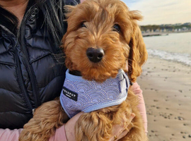 Cockapoo puppies  "Ready now"