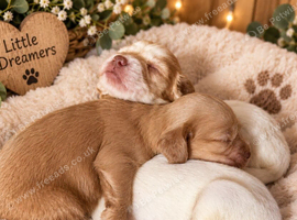 2 week Old Sprocker Spaniel Pups