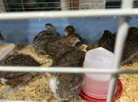 Jumbo quail