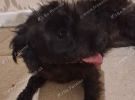 Yorkiepoo girl