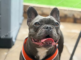 Azzuri (Zuri)  5 year old female French bulldog