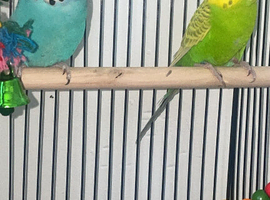 Budgies