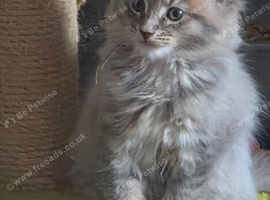 Mainecoon x Norwegin Forest