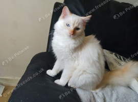 need some warmth in your life.meet Flame.is a flame point ragdoll