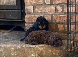 Stunning cockapoo puppies