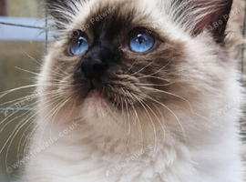 Registered ragdoll pedigree registered