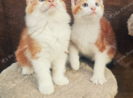 Two ginger male kittens ready for a new home now!