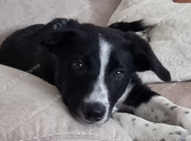 Female named Willow Border Collie cross with Kelpi