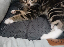 Male tabby kitten